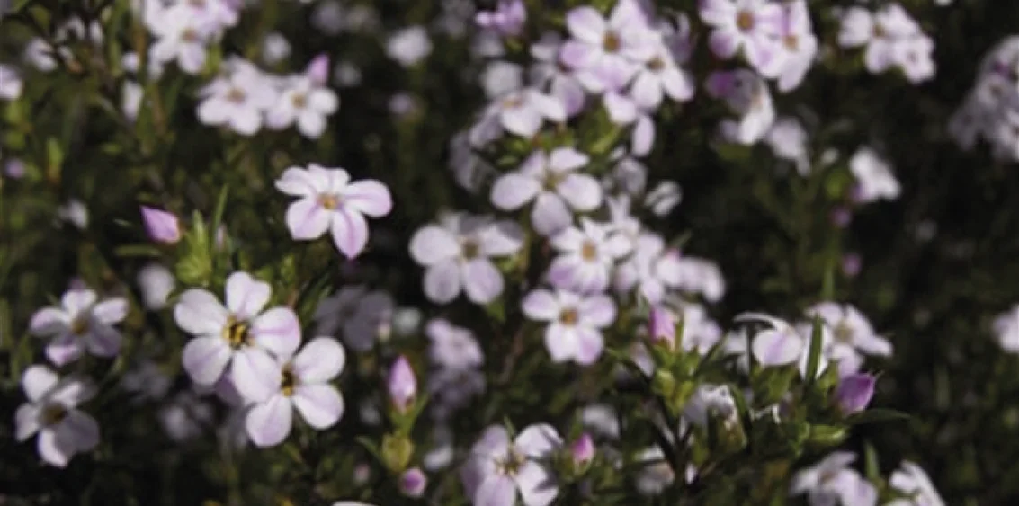 La diosma — flor nativa y aromática en su entorno natural